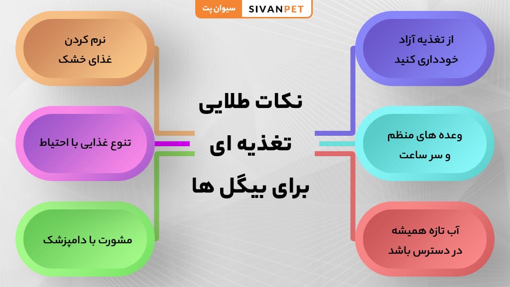 غذای خانگی سالم برای بیگل