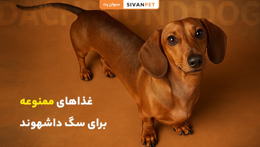 غذاهای ممنوعه برای سگ داشهوند