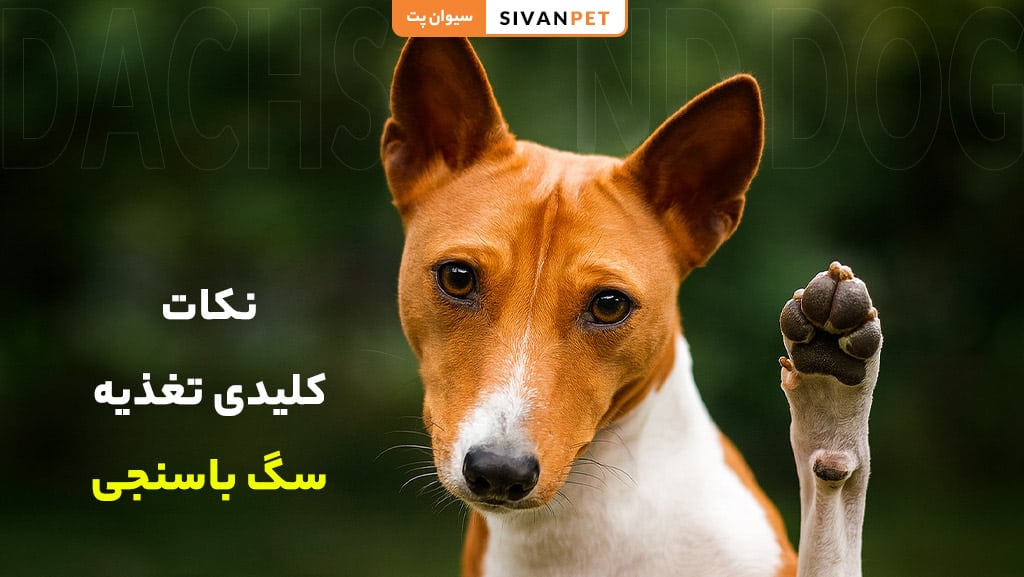 غذای تشویقی برای سگ باسنجی
