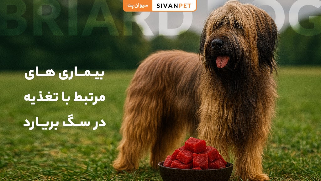 غذای تجاری و خانگی برای سگ بریارد