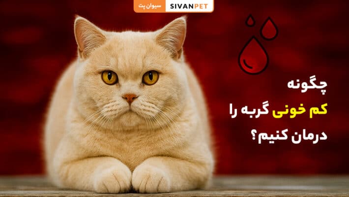 چگونه کم خونی گربه را درمان کنیم؟