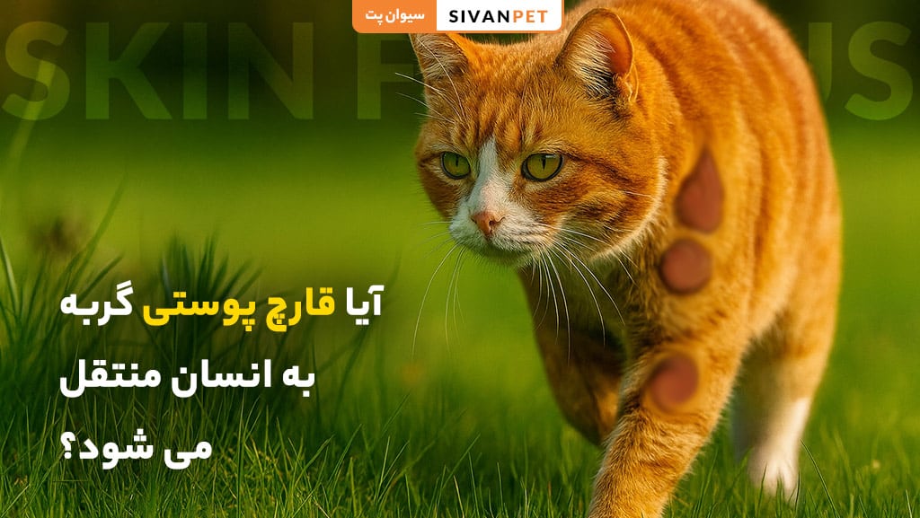 پیشگیری از قارچ پوستی گربه