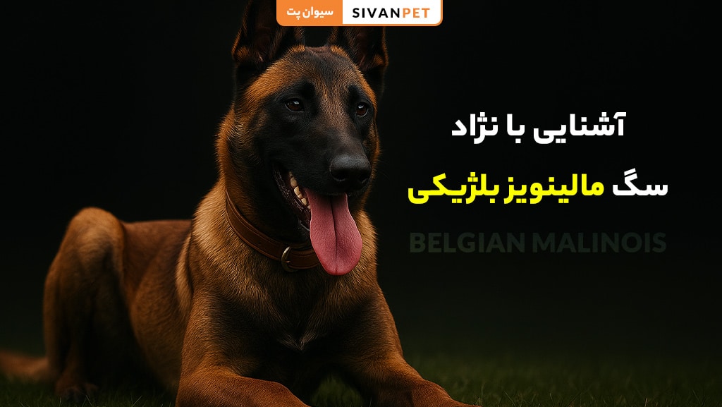 معرفی و مشخصات نژاد سگ مالینویز