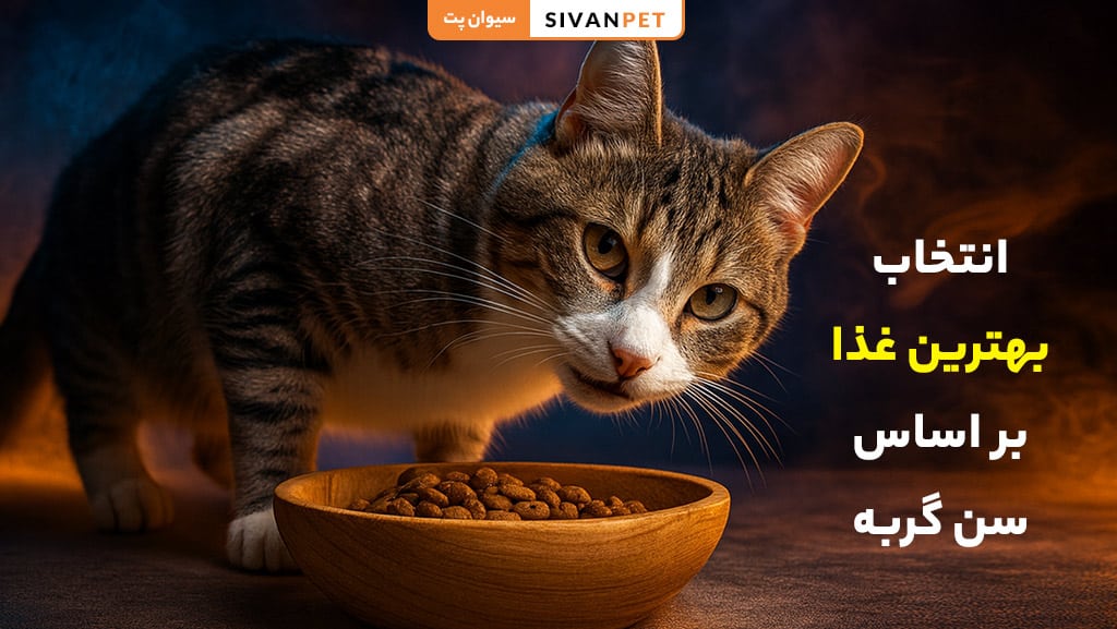 غذای گربه بر اساس سن