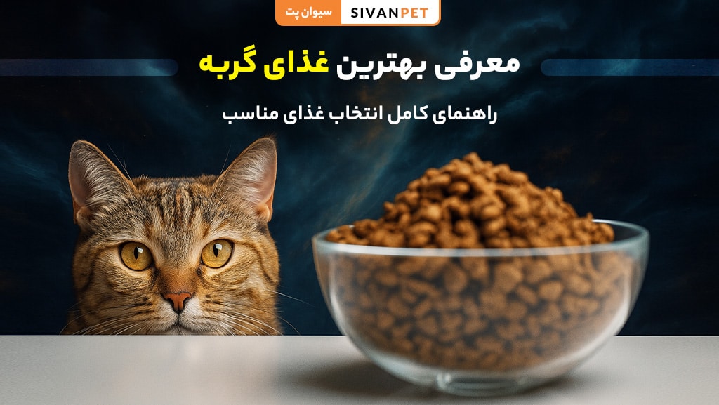 معرفی بهترین غذای گربه برای سلامت و رشد گربه خانگی