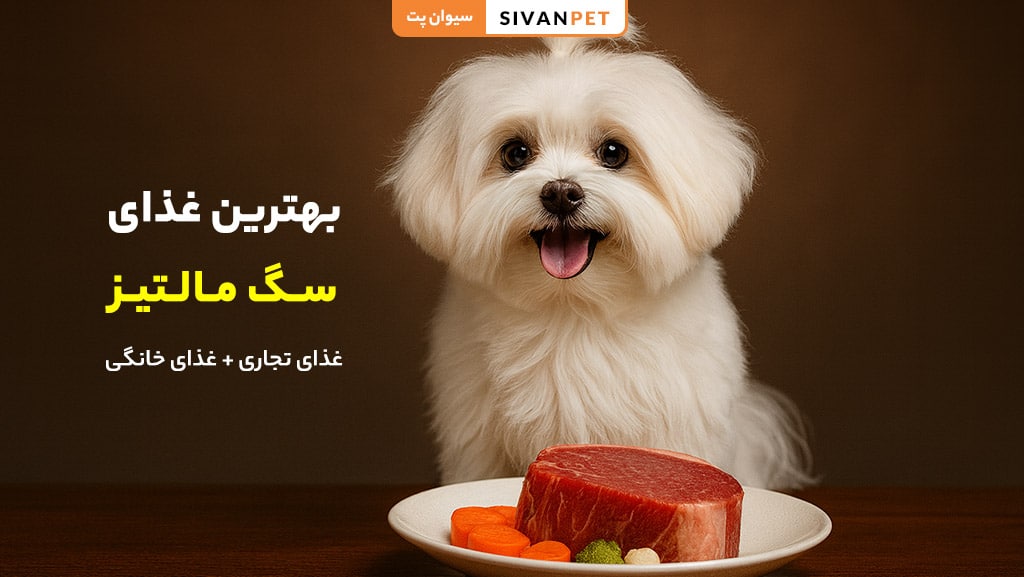 بهترین غذای سگ مالتیز