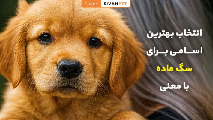 بهترین اسم برای سگ ماده