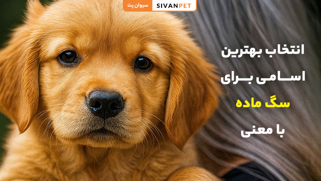 بهترین اسم برای سگ ماده