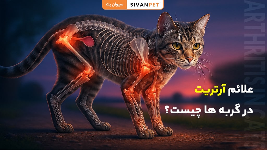 علائم آرتریت در گربه ها