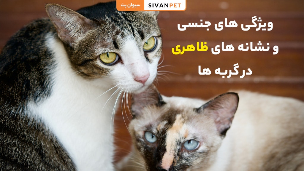 ویژگیهای جنسی و نشانههای ظاهری گربه