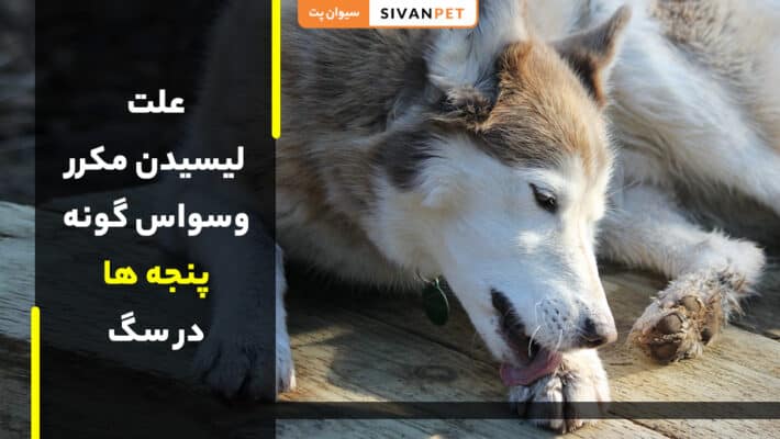 علت لیسیدن مکرر و وسواس‌گونه پنجه سگ چیست