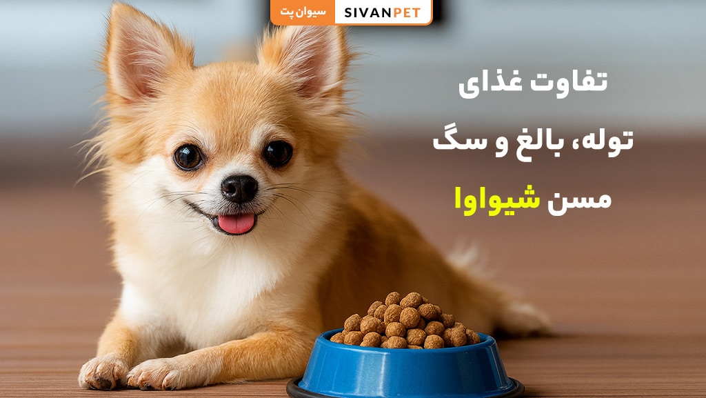 مواد غذایی ممنوع برای شیواوا