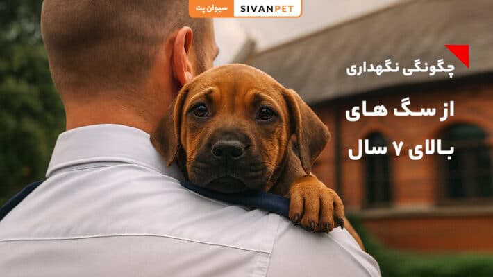 نگهداری از سگ های بالای ۷ سال