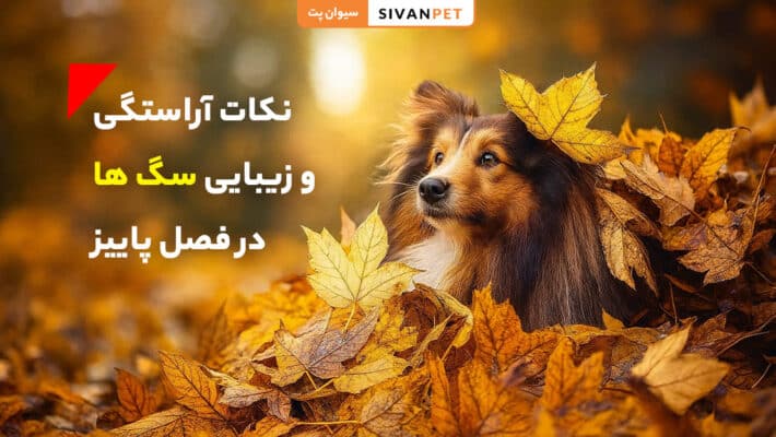 آراستگی و مراقبت از سگ‌ها در فصل پاییز