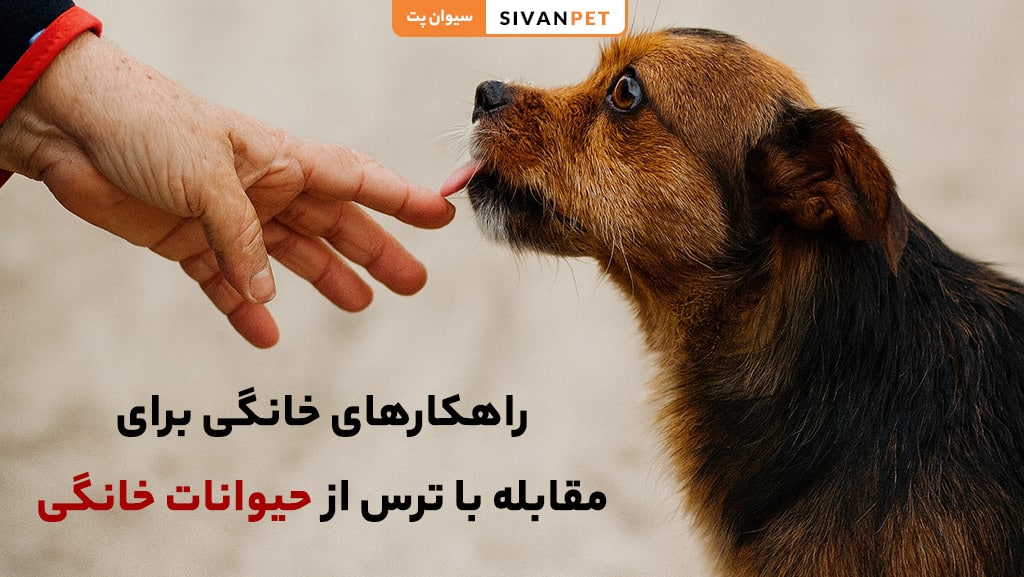 راهکارهای خانگی برای مقابله با ترس از حیوانات خانگی