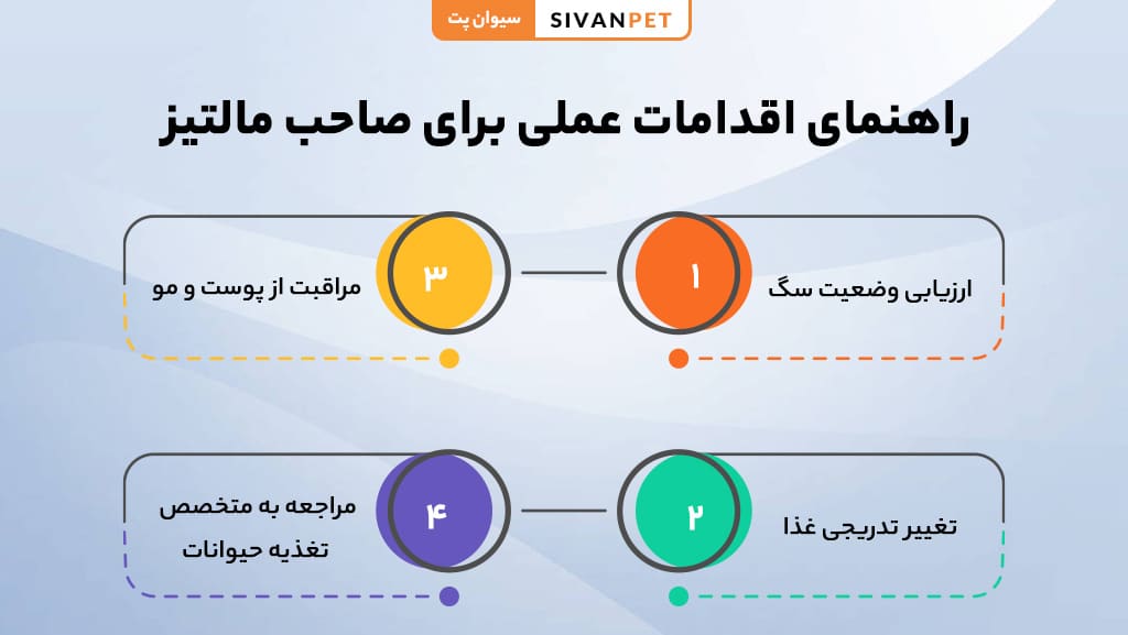 مقایسه بین غذای تجاری و خانگی برای سگ مالتیز
