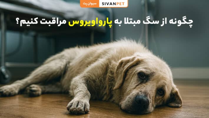 مراقبت از سگ مبتلا به پارواویروس در خانه