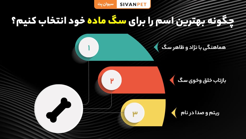 راهنمای انتخاب اسم برای سگ ماده