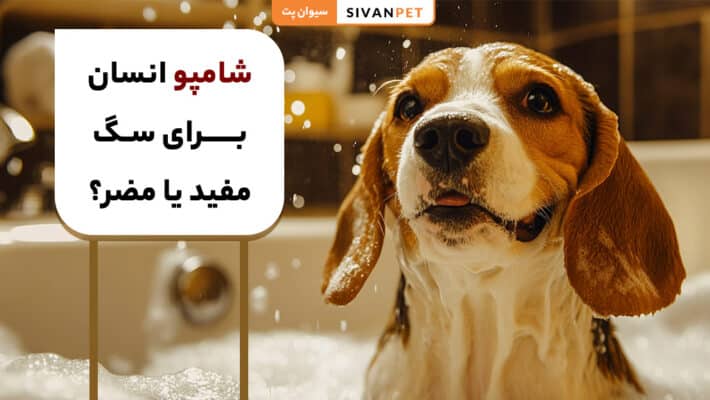 شامپو انسان برای سگ خوبه؟