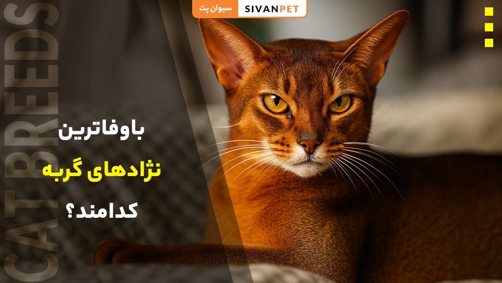 باوفاترین و وفادارترین نژادهای گربه در جهان