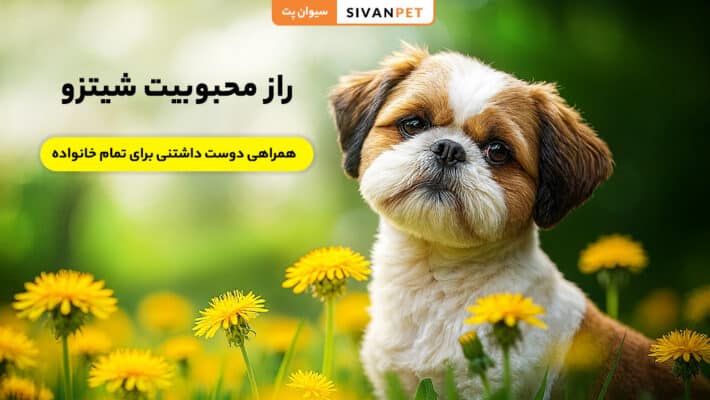راز محبوبیت سگ شیتزو