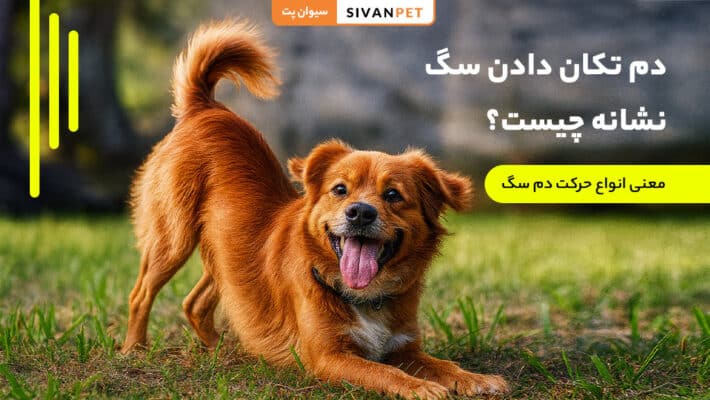 دم تکان دادن سگ نشانه چیست؟
