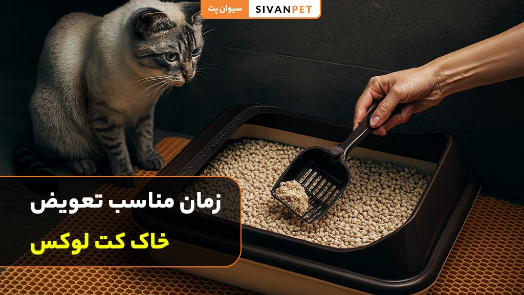 هر چند وقت یکبار باید خاک گربه را عوض کرد؟