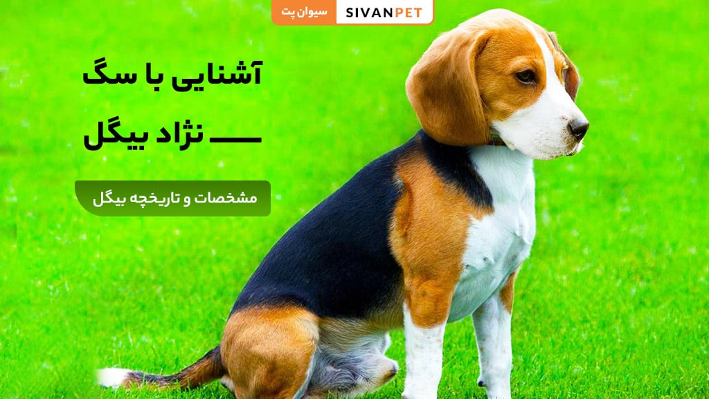 معرفی کامل نژاد سگ بیگل