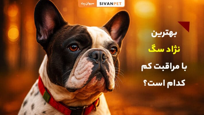 عکس بهترین نژاد سگ با مراقبت کم برای نگهداری آسان