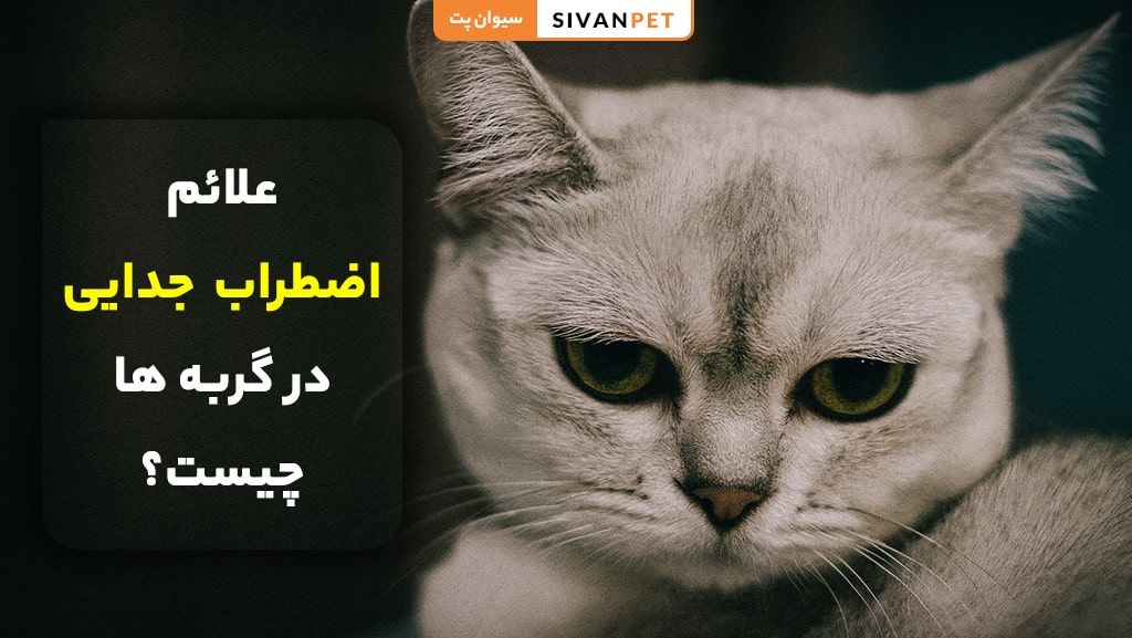 علائم اضطراب جدایی در گربه