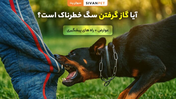 بررسی خطرات و پیامدهای گاز گرفتن سگ برای انسان
