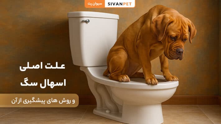 علت اصلی اسهال در سگ چیست