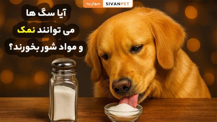 آیا نمک برای سگ ضرر دارد؛ میزان نمک مجاز برای سگ