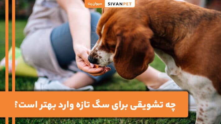 بهترین تشویقی برای سگ تازه وارد چیست