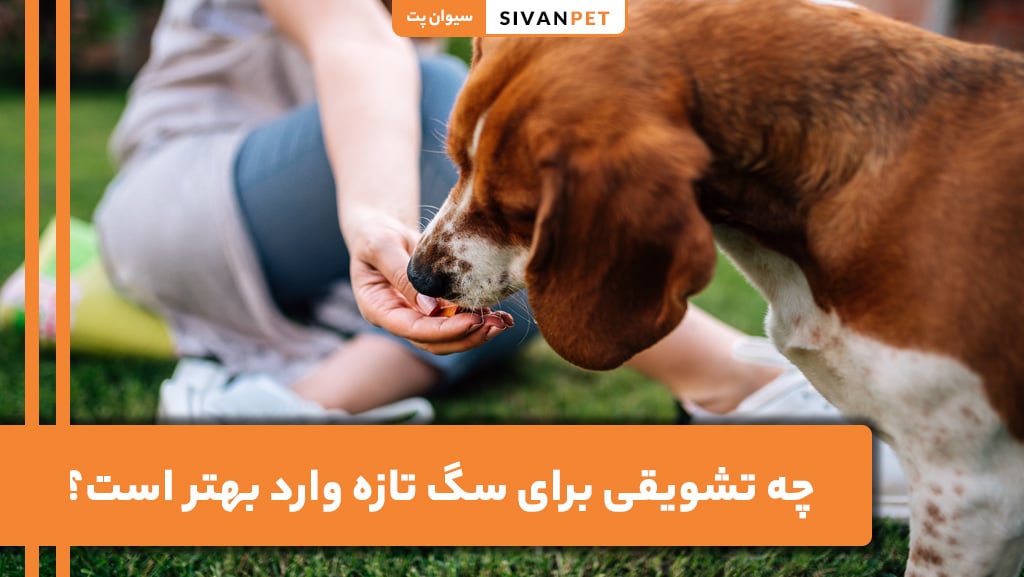 بهترین تشویقی برای سگ تازه وارد چیست